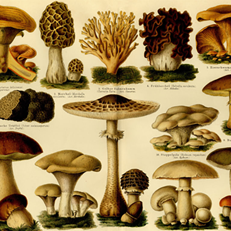 Antique Illustrations