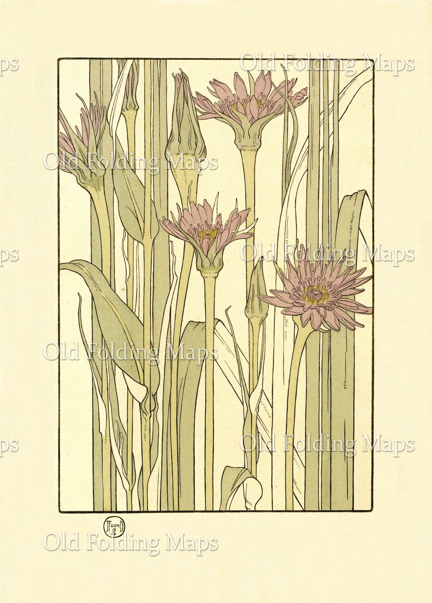 Botanical Illustration - Salsify circa 1900