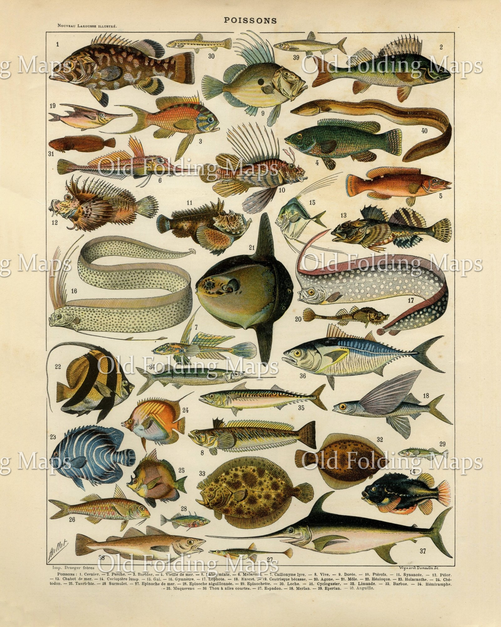 Antique Illustration of Fish - Poissons II circa 1885
