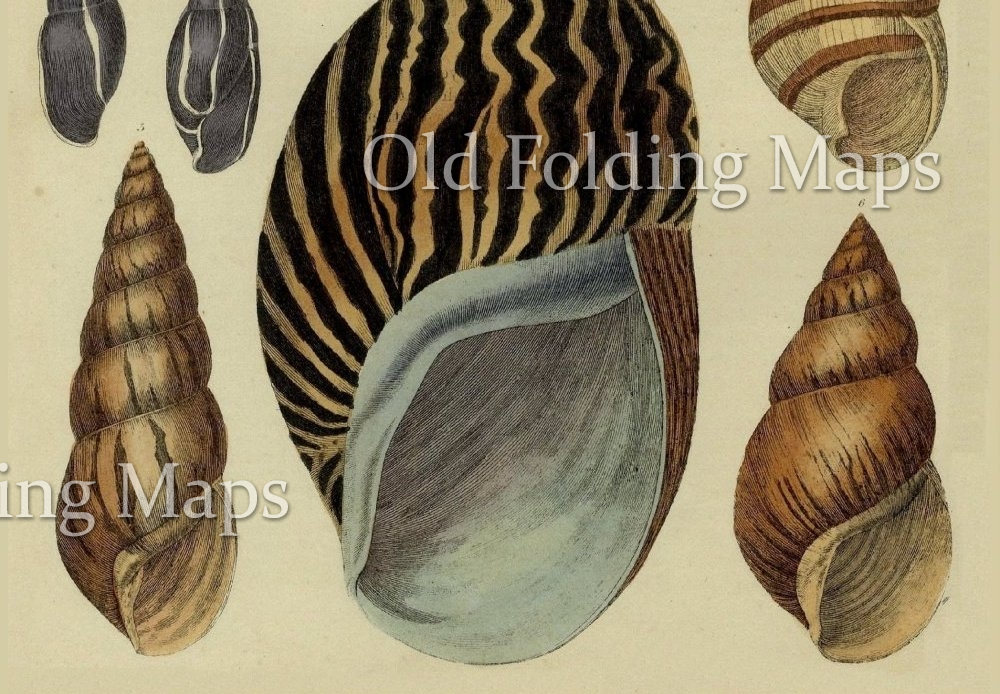 Antique Illustration of Shells III circa 1870