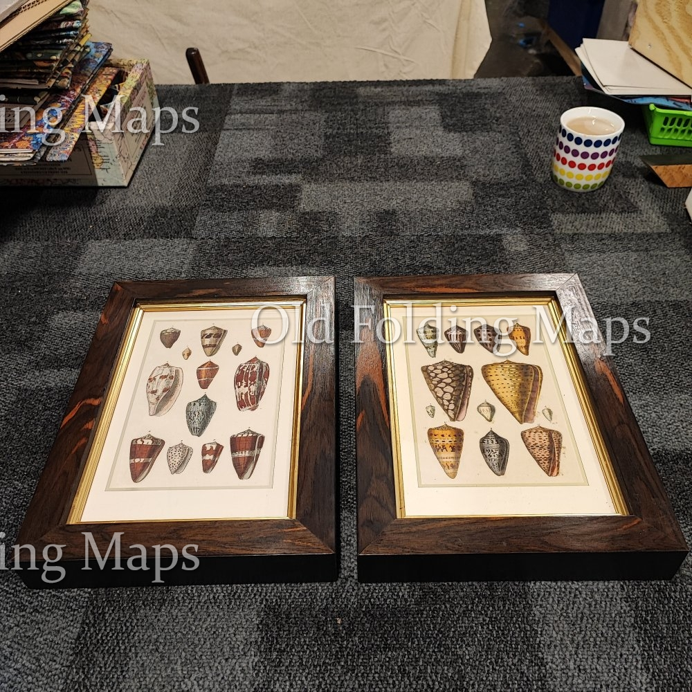 Walnut Framed Antique Illustrations