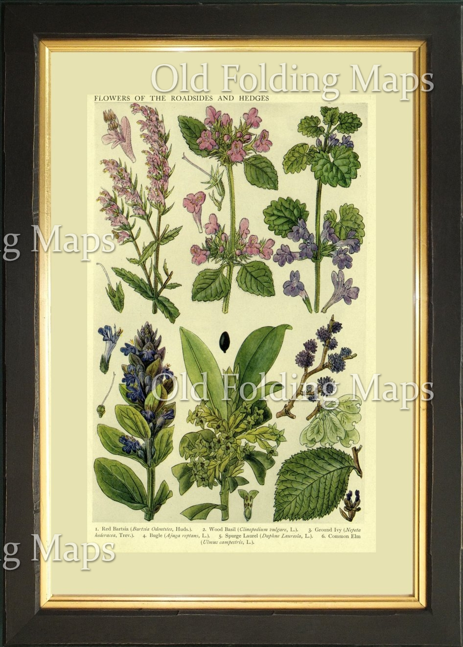 British Wild Flowers of the Roadsides & Hedges - Red Bartsie, Wood ...