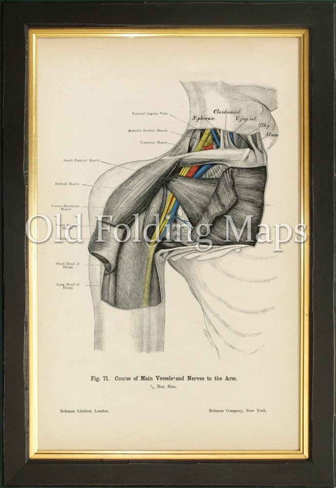 Antique Illustration Human Anatomy 6 of a Shoulder (Vessels & Nerves ...