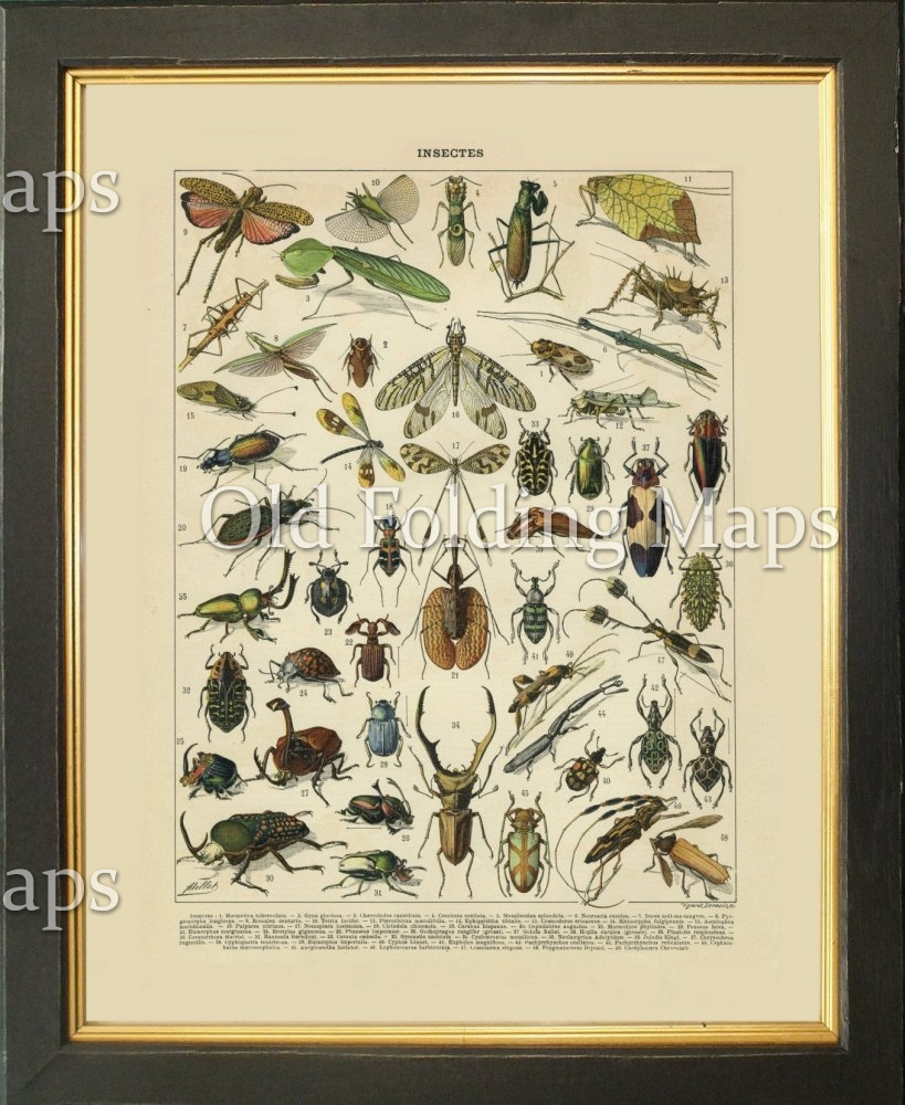 Antique Illustration of Insects 1 circa 1900
