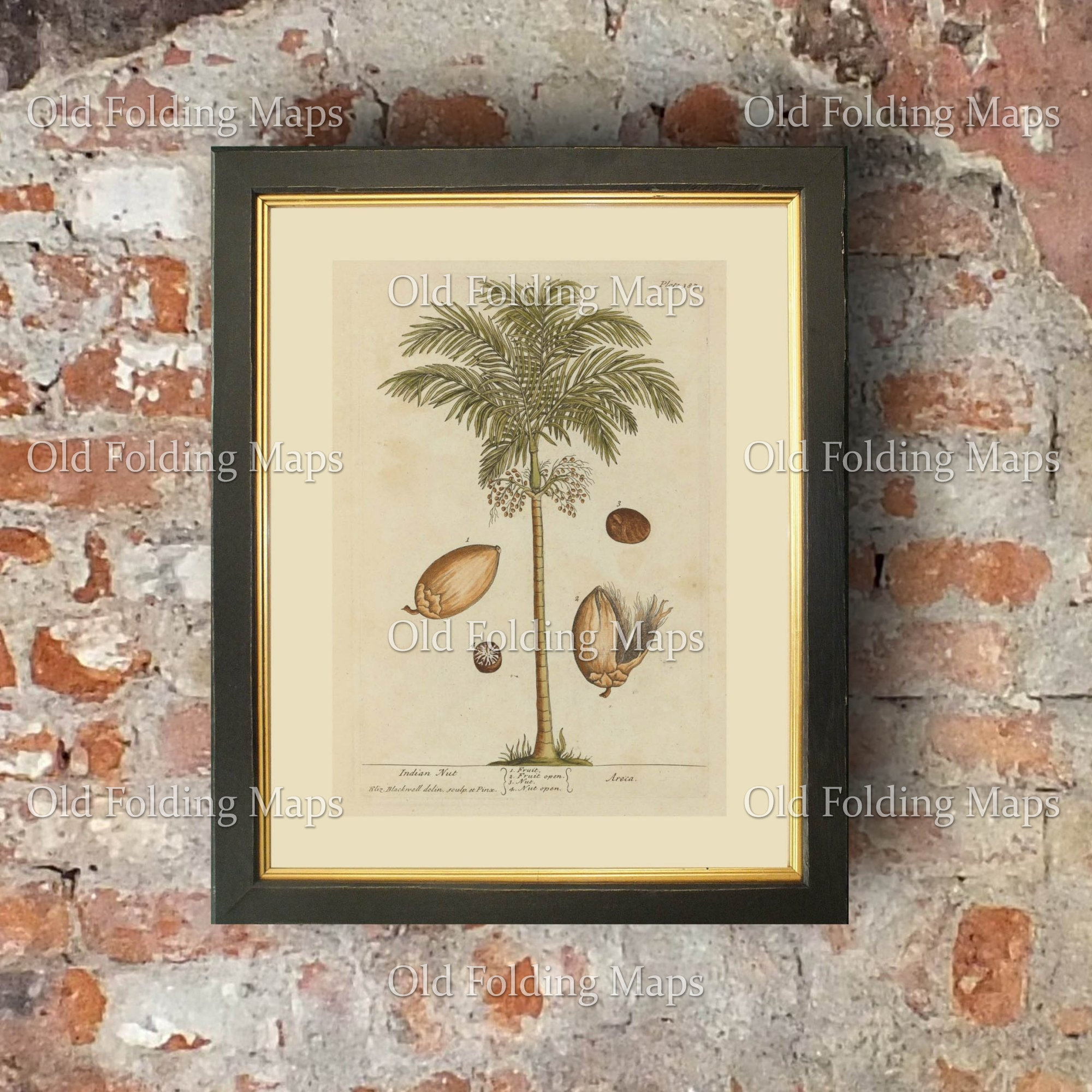 Antique Illustration of an Indian Nut Tree