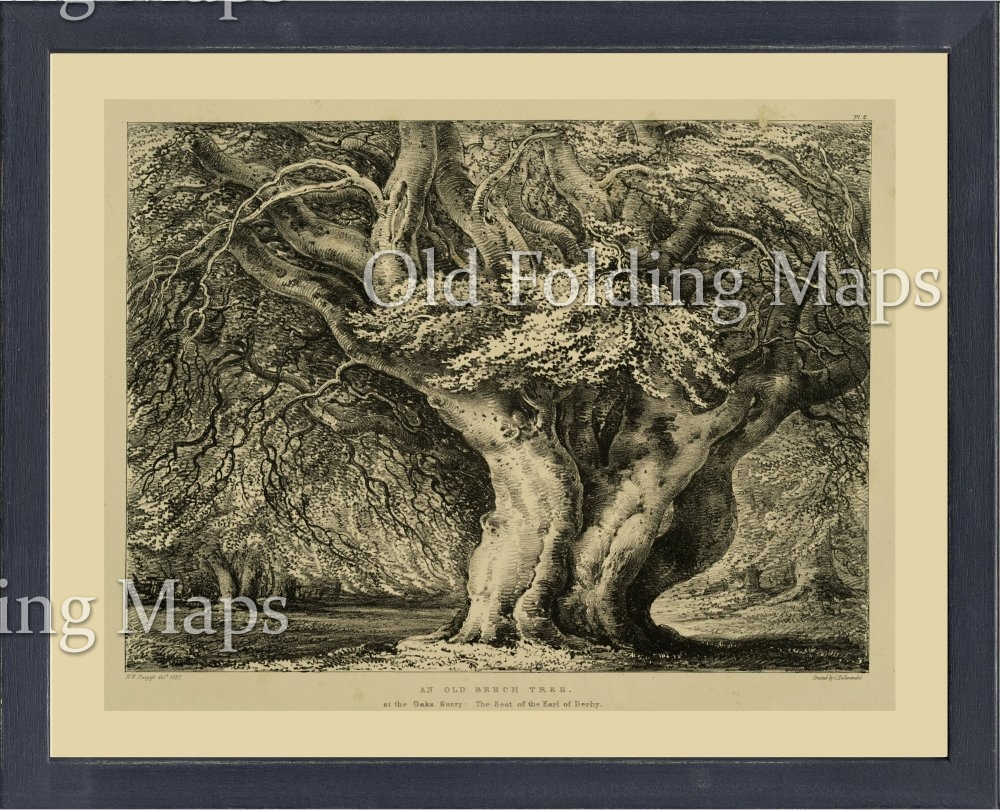 Antique Illustration Set of Three - Trees circa 1927