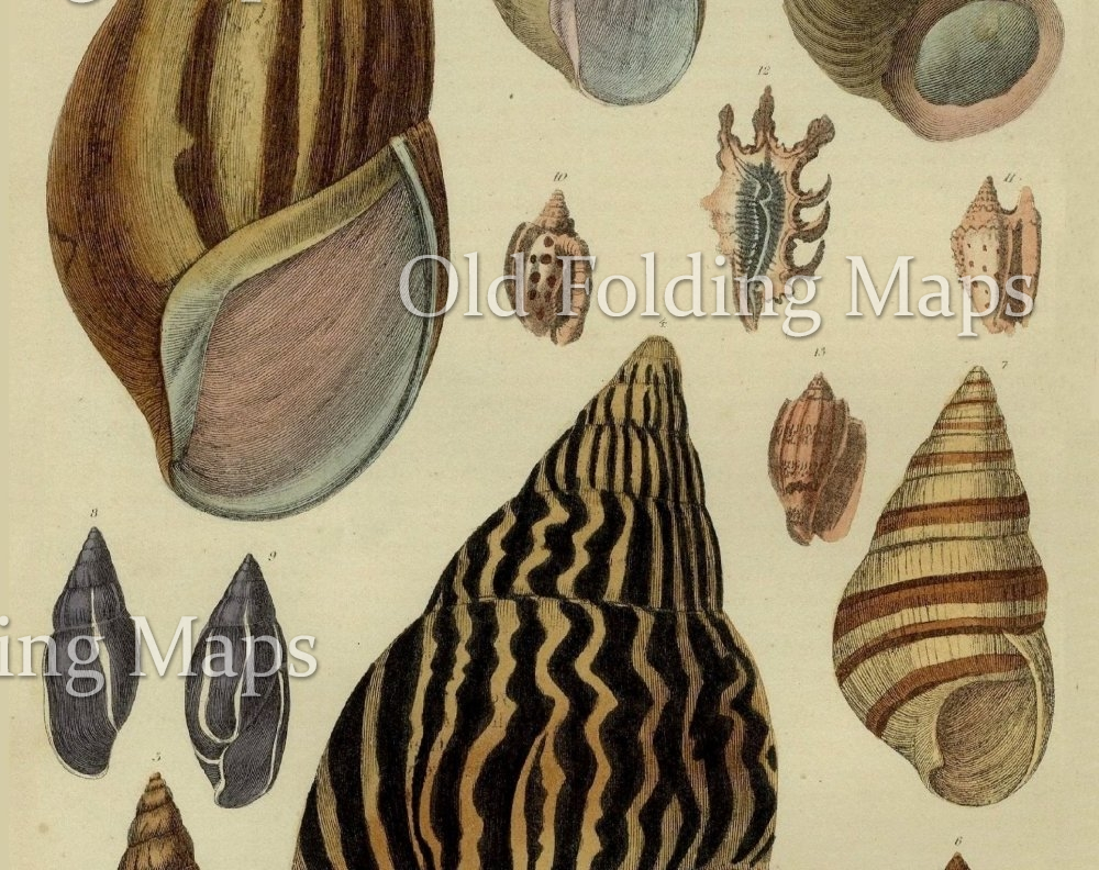 Antique Illustration of Shells III circa 1870