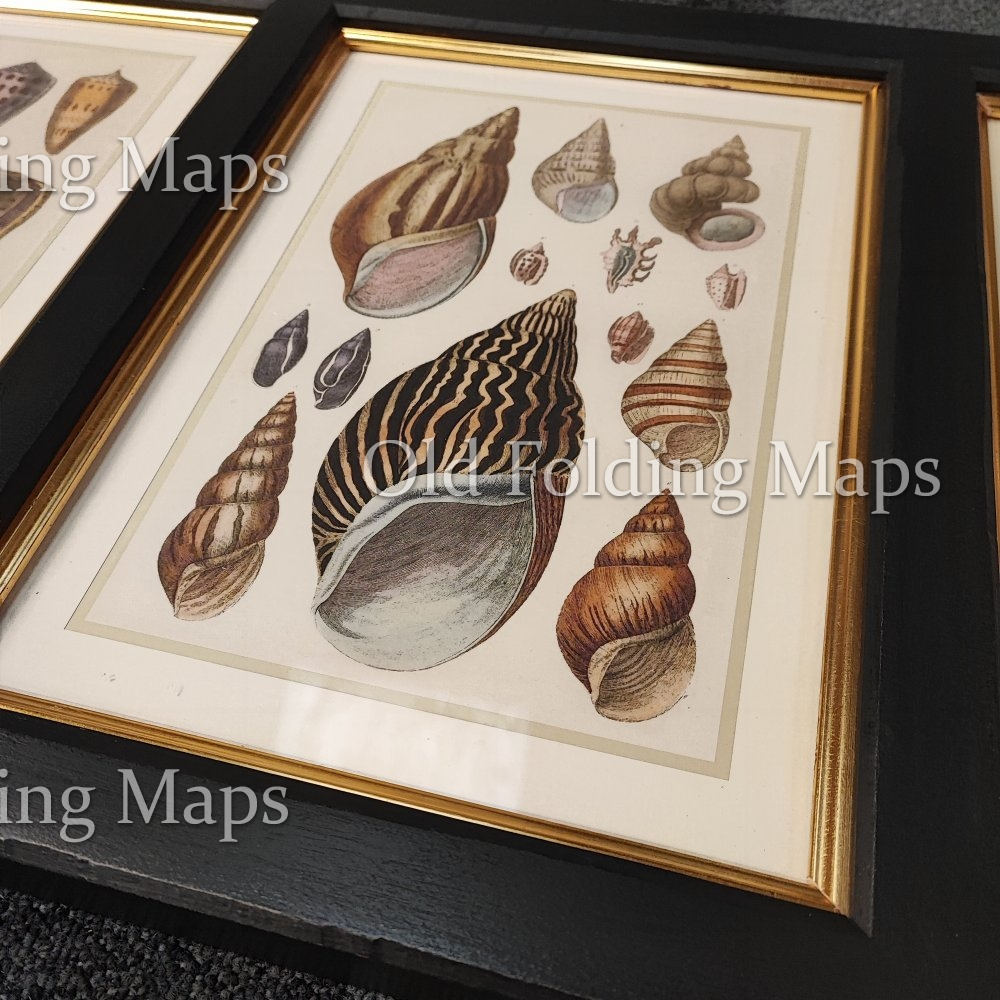 Framed Antique Illustration Triptych - Shells circa 1830