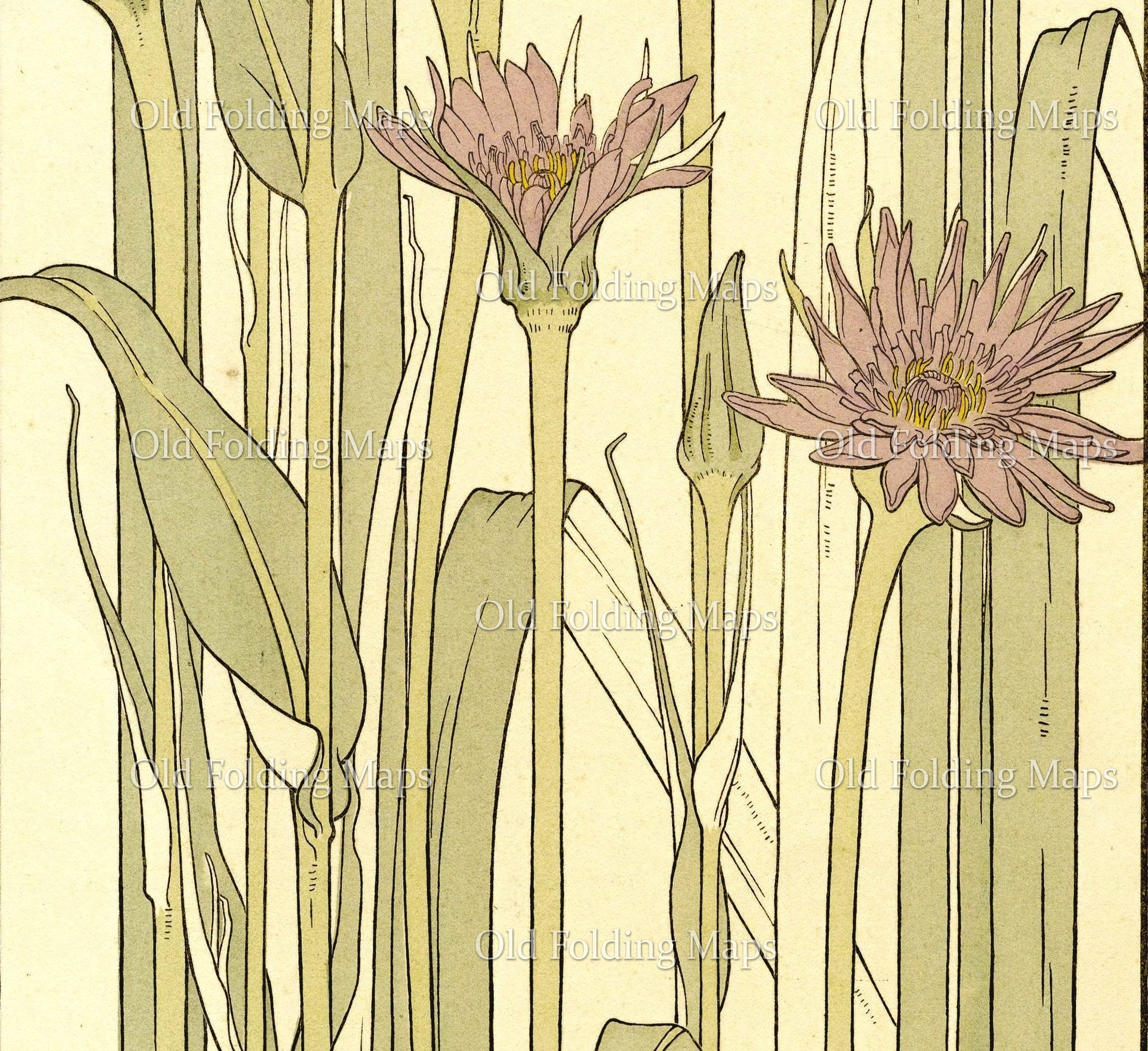Botanical Illustration - Salsify circa 1900