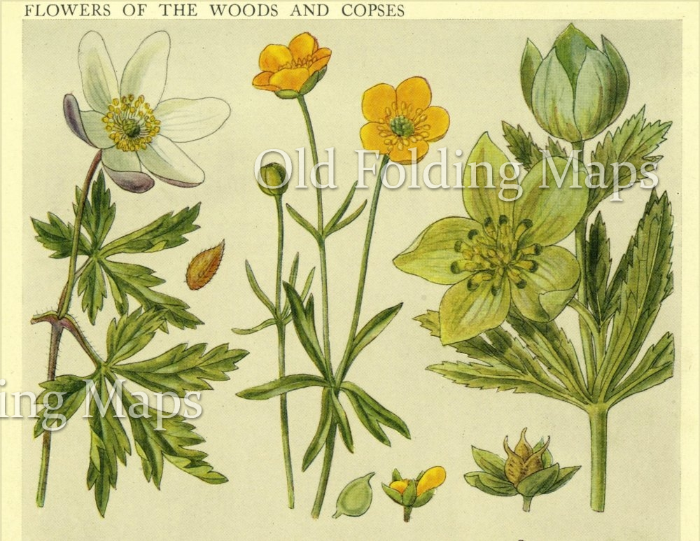 British Wild Flowers of the Woods & Copses - Wood Anemonie, Goldielocks ...