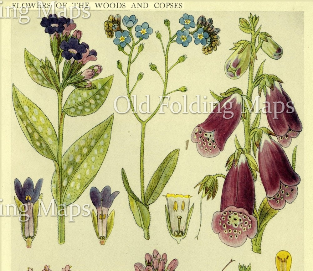 British Wild Flowers of the Woods & Copses - Lungwort, Wood forget-me ...