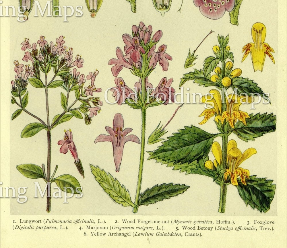British Wild Flowers of the Woods & Copses - Lungwort, Wood forget-me ...