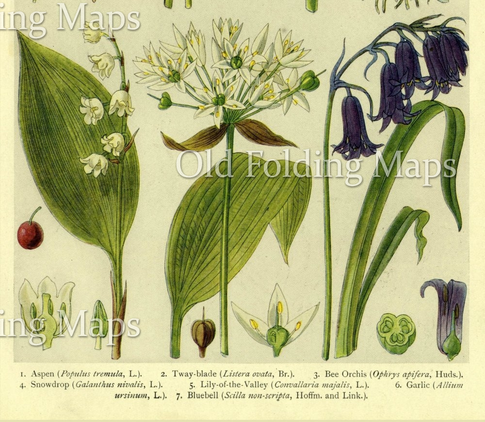 British Wild Flowers of the Woods & Copses - Aspen, Tway Blade, Bee ...