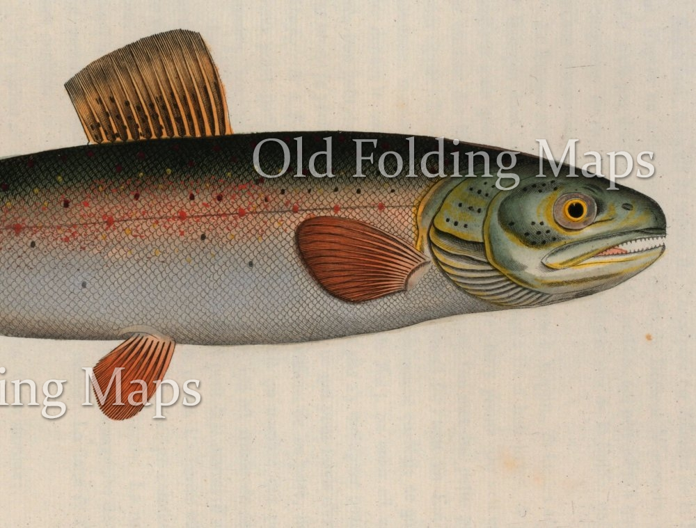Antique Illustration of Charr circa 1790