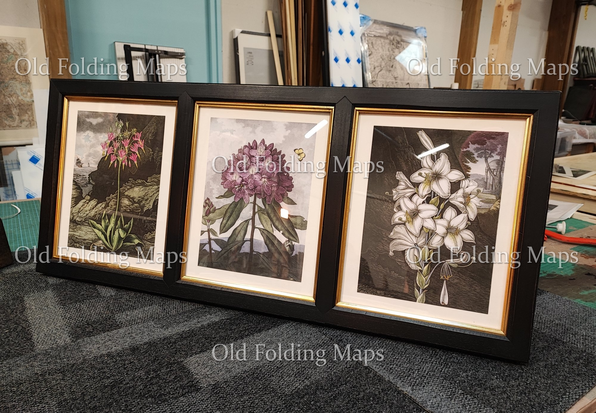 Framed Antique Illustration Triptych - Botanicals circa 1830