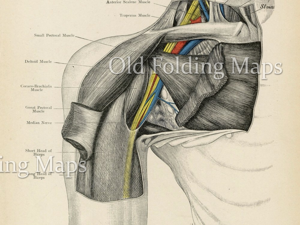 Antique Illustration Human Anatomy 6 of a Shoulder (Vessels & Nerves ...